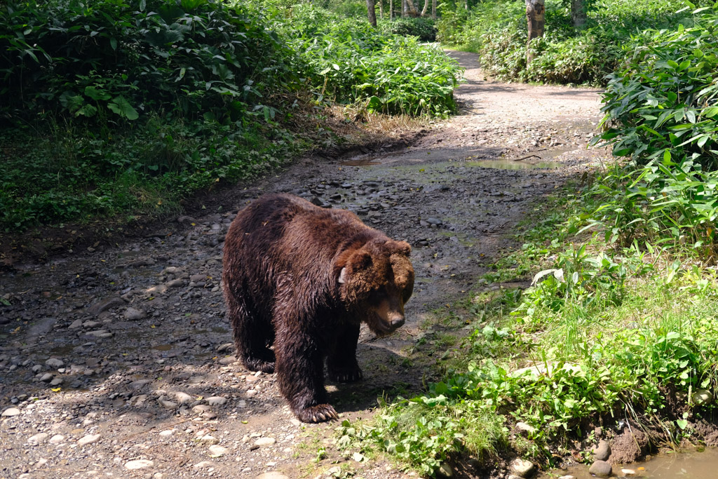 Bear Mountain Hokkaido