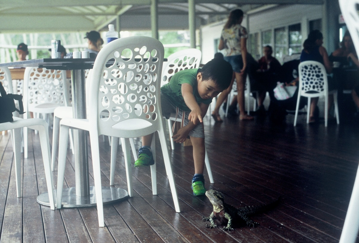 Brisbane - Lizards