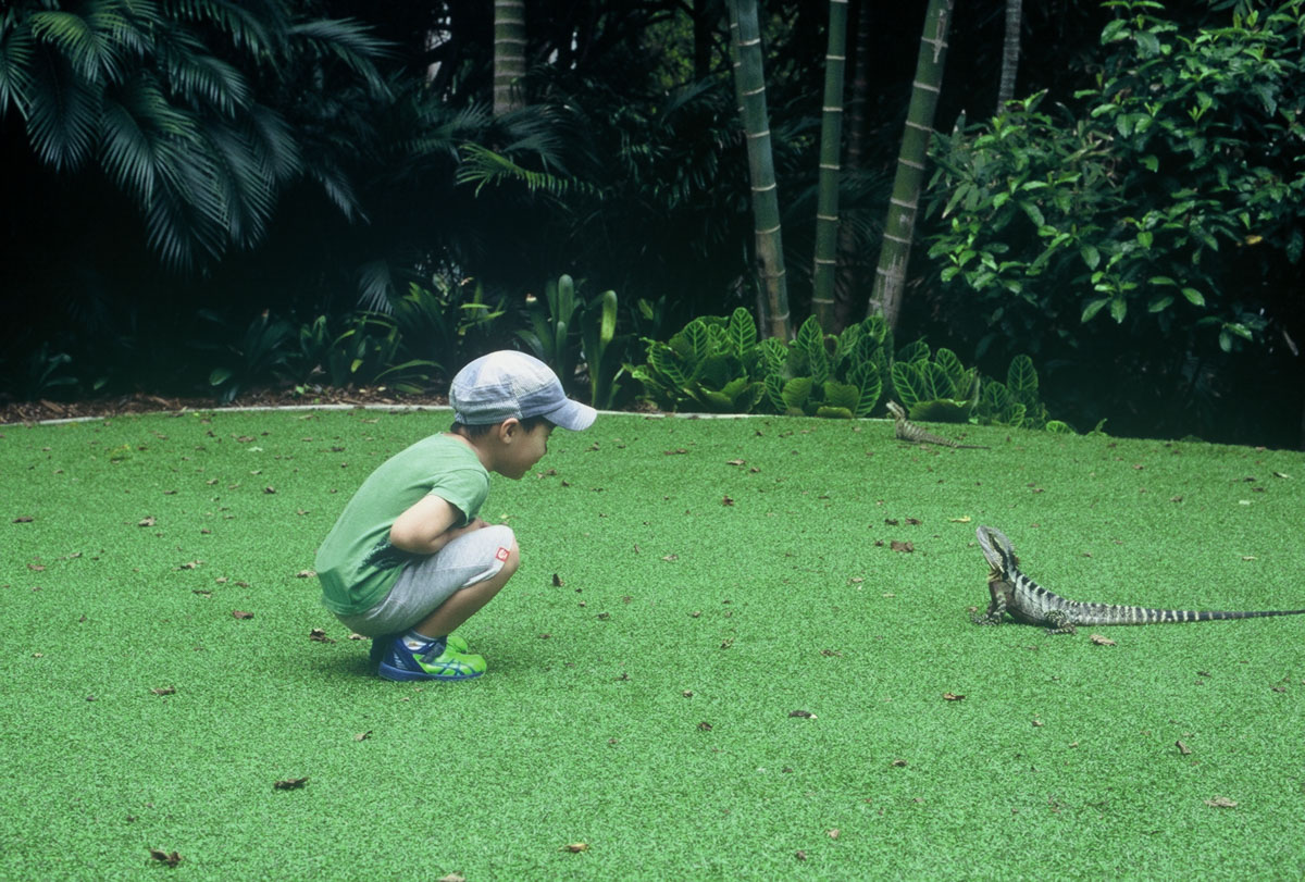 Brisbane with kids - lizards