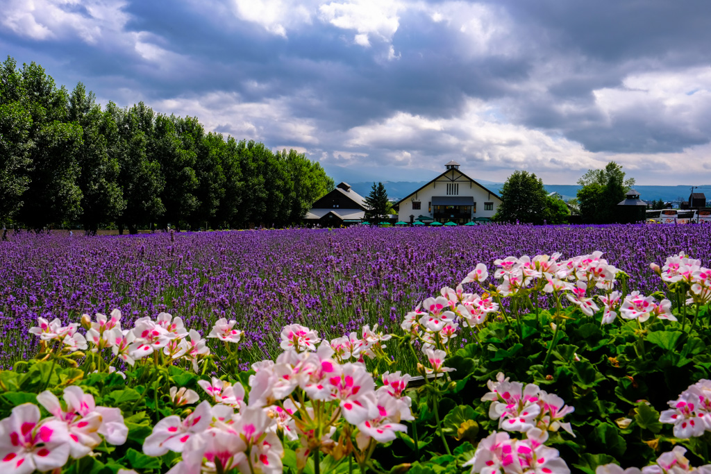 Farm Tomita Furano