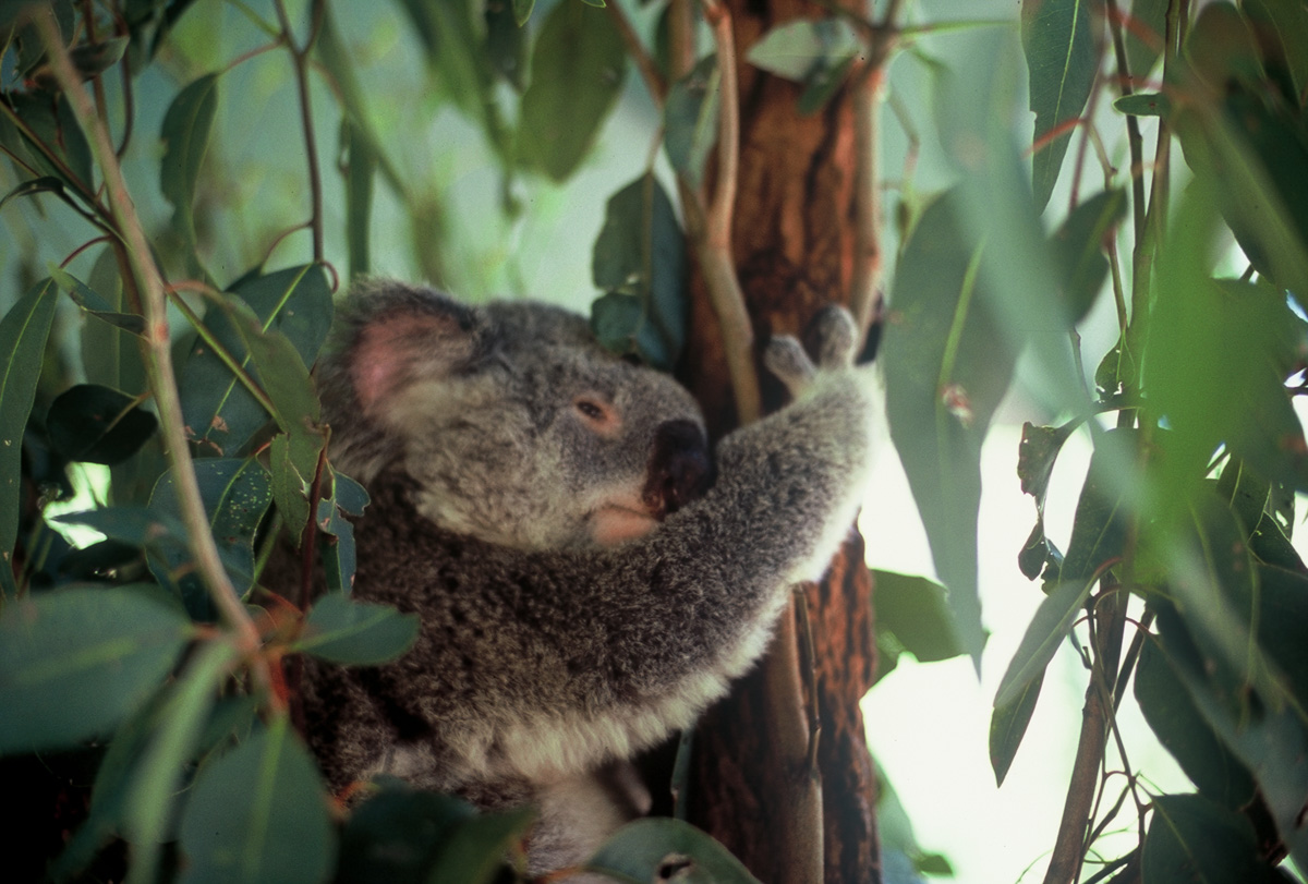 Things to Do in Brisbane - Australia Zoo