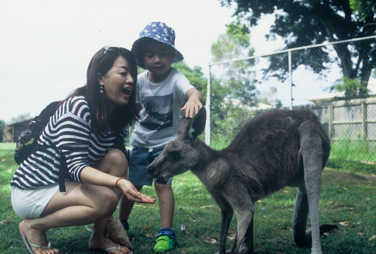 Things to Do in Brisbane - Lone Pine Koala Sanctuary