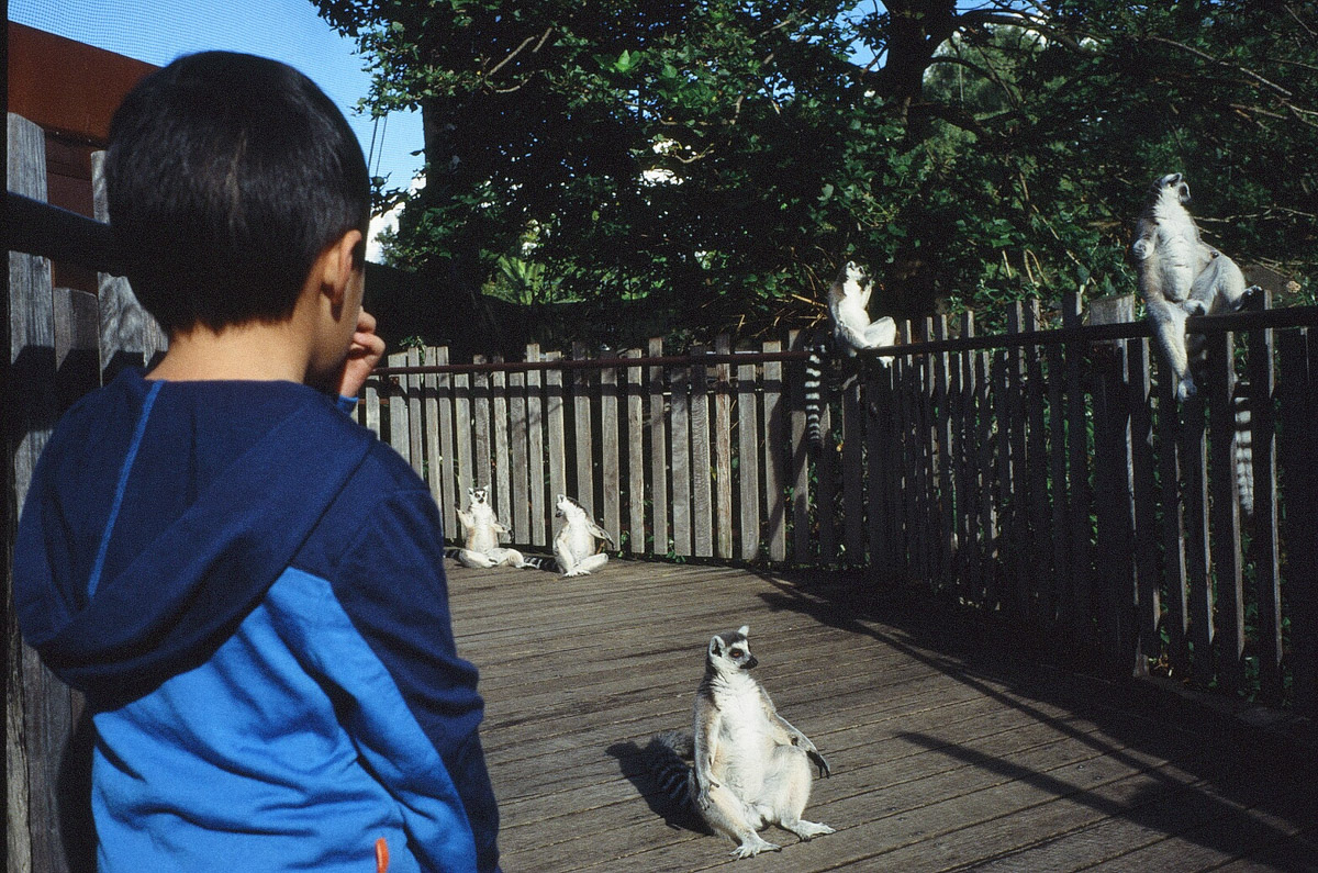 Melbourne with Kids - Melbourne Zoo