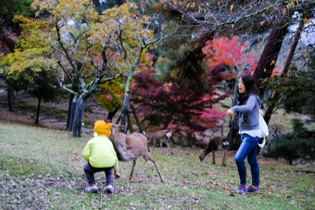 Nara Park Deer Attack