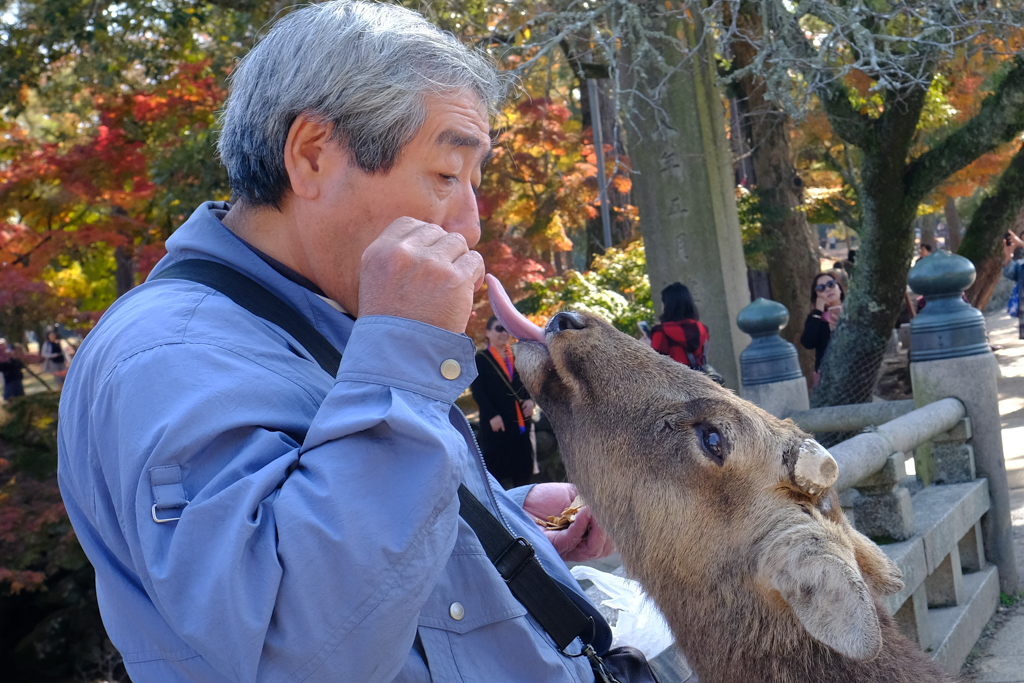 Nara Park Deer