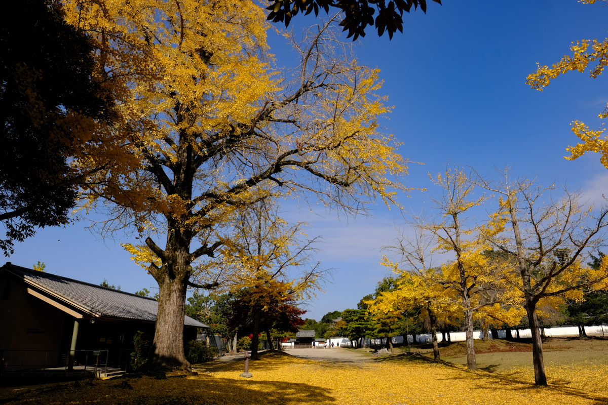 Nara Park Japan