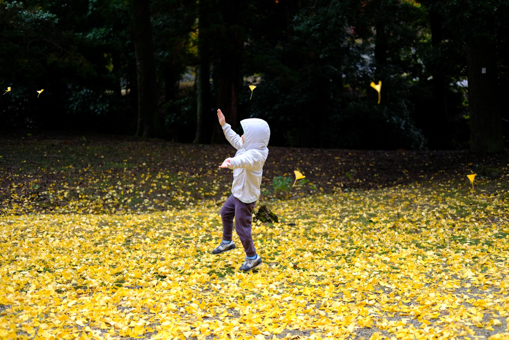 Nara Park Leaves