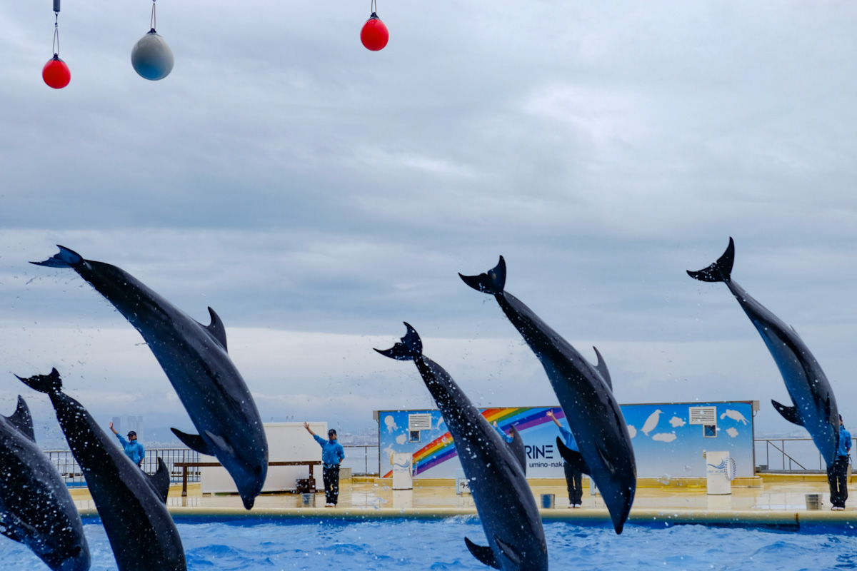 Things to Do in Fukuoka - Marine World Uminonakamichi