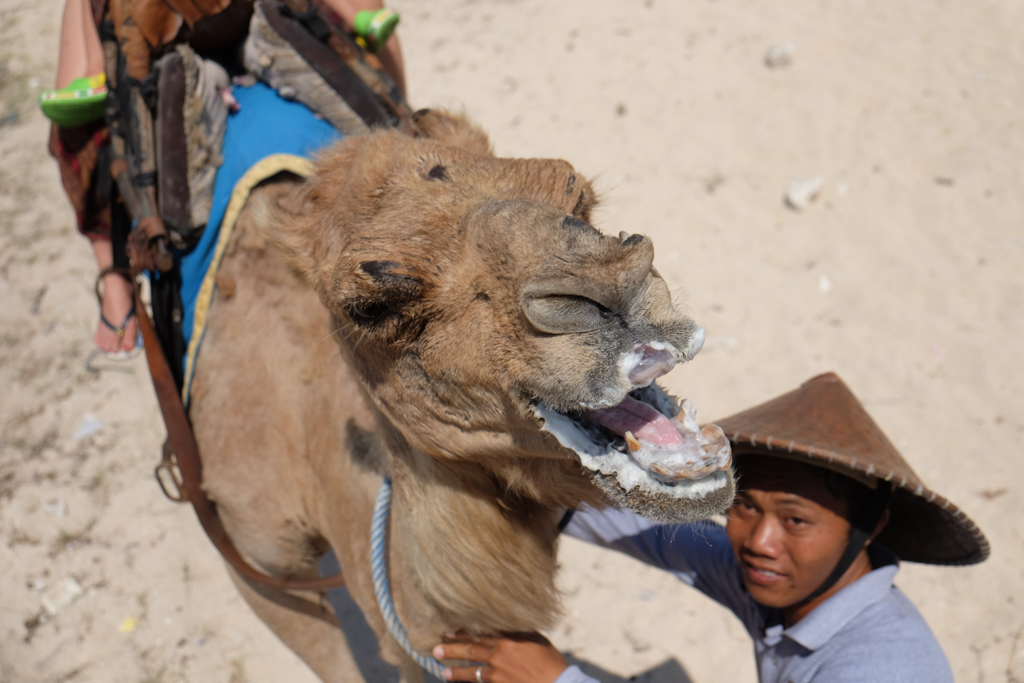 Bali Camel Ride