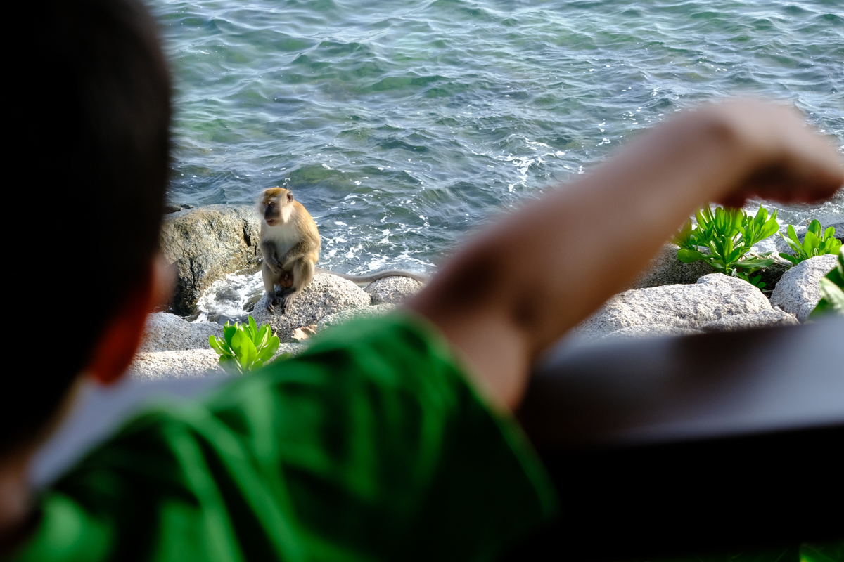 Bintan Island Monkeys