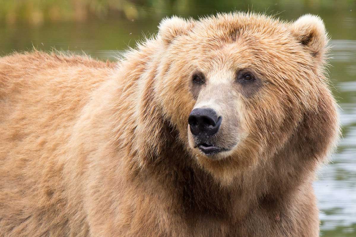 Alaska with Kids - Bears