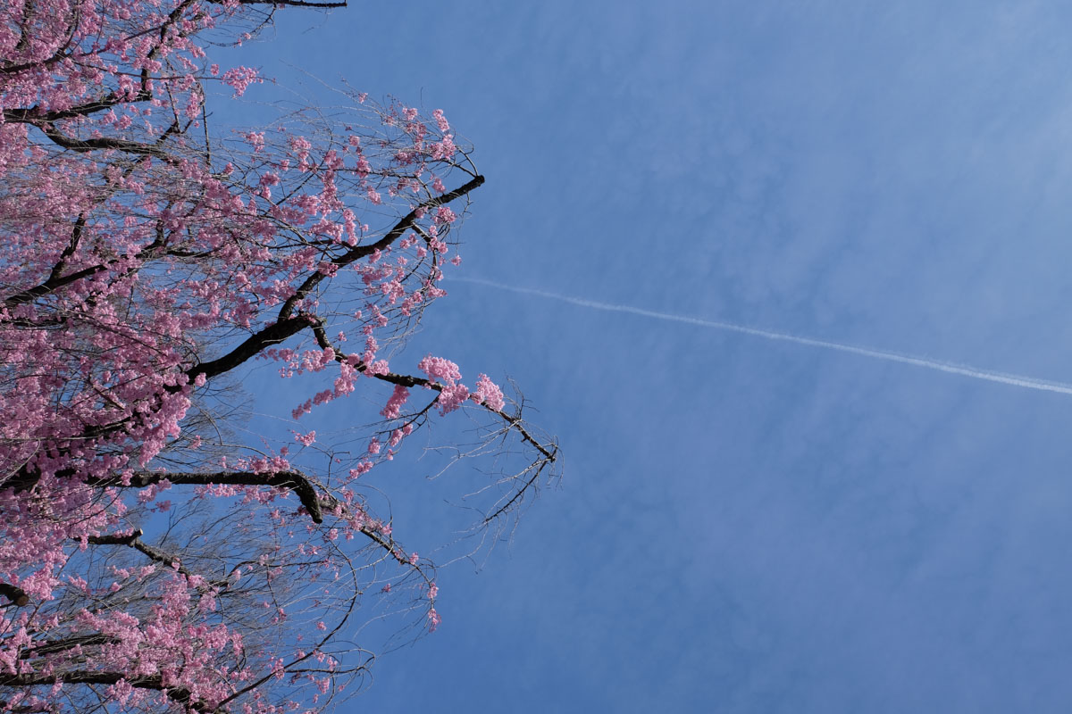 Nagoya Attractions - Cherry Blossoms