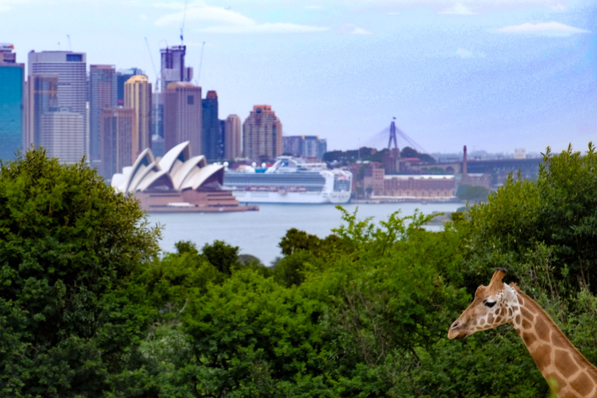 Sydney with Kids - Taronga Zoo