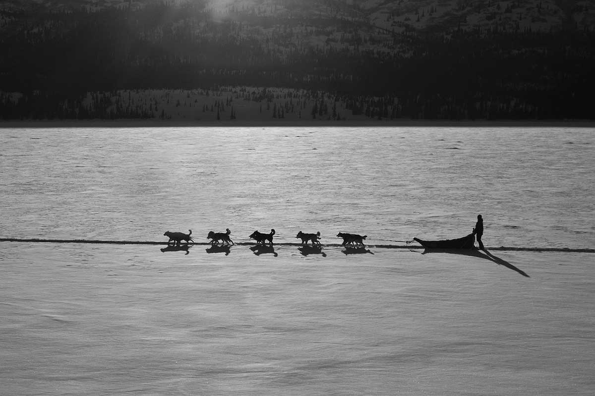 alaska with kids - dog sledding