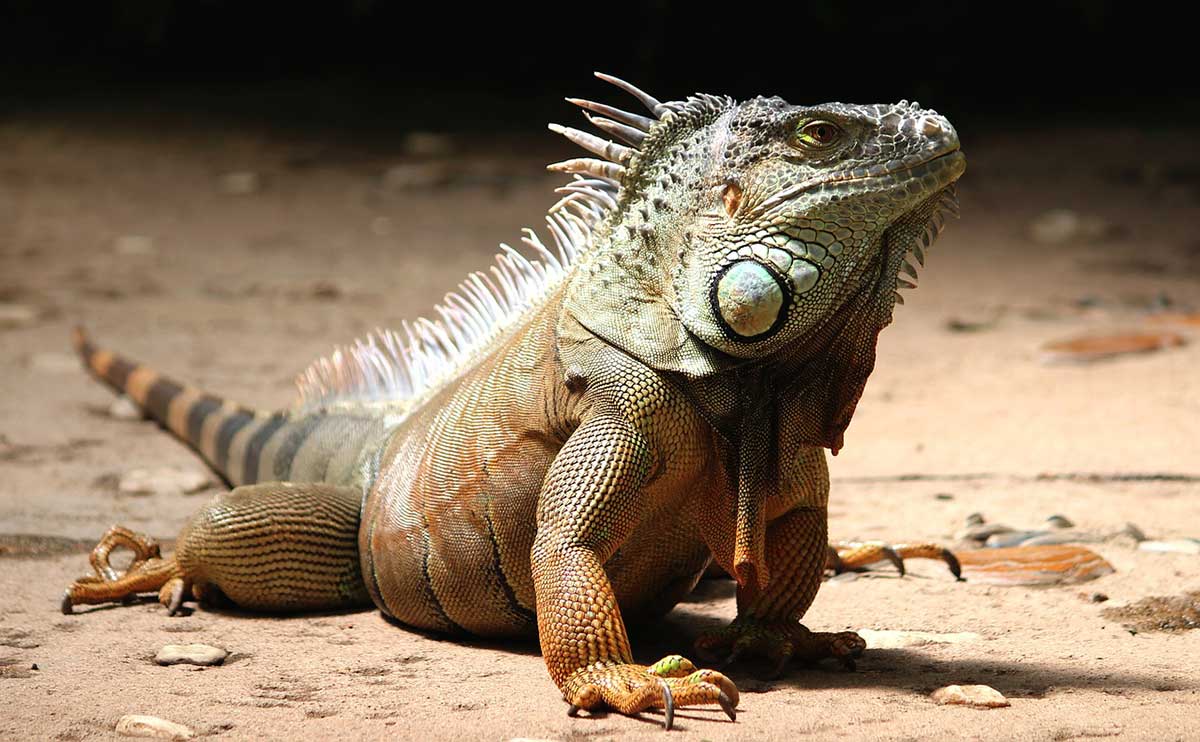 hawaii with kids - honolulu zoo