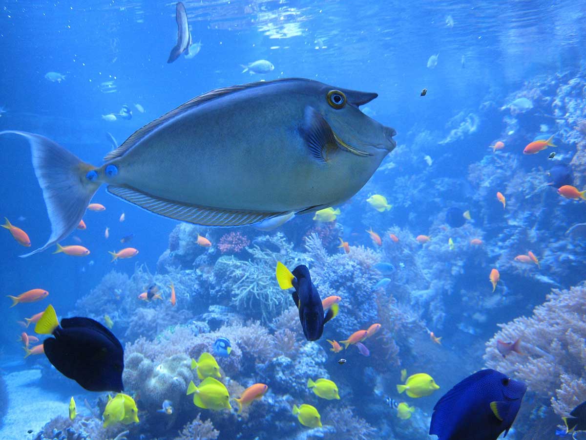 hawaii with kids - waikiki aquarium