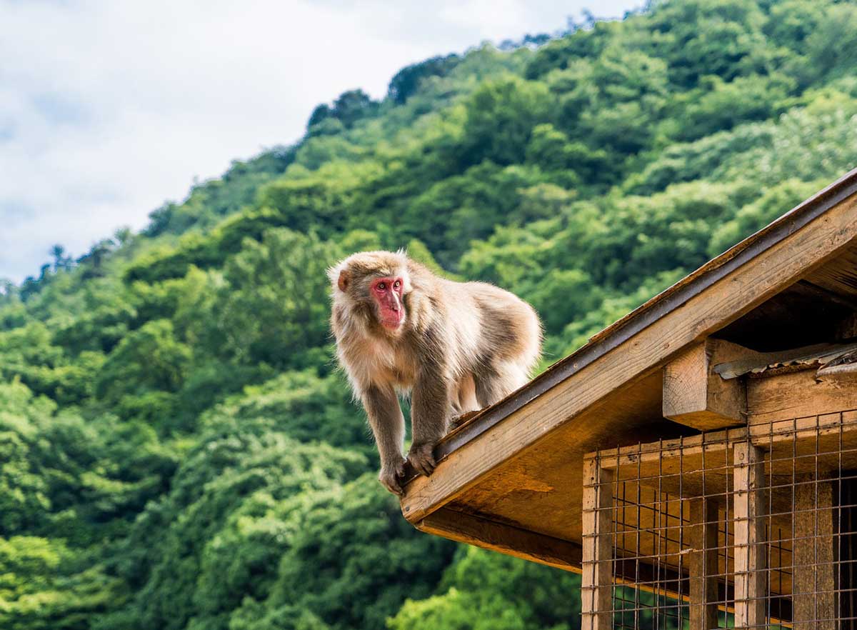 kyoto with kids - monkey park
