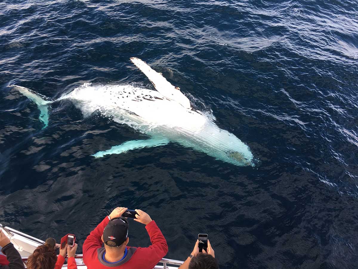 victoria with kids - whale watching