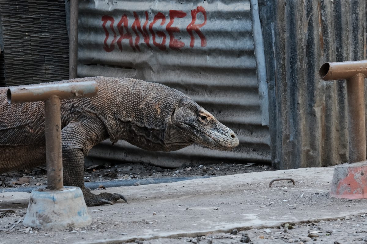 Best Things to do in Komodo