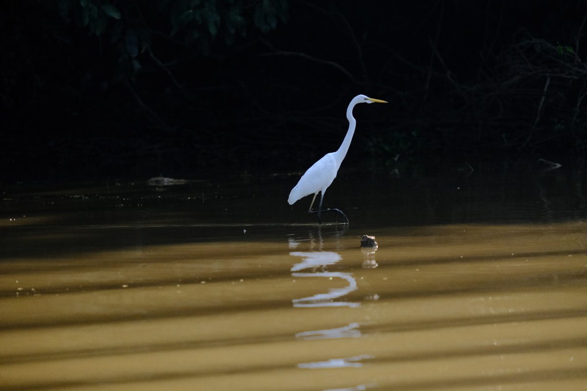 Borneo Photography