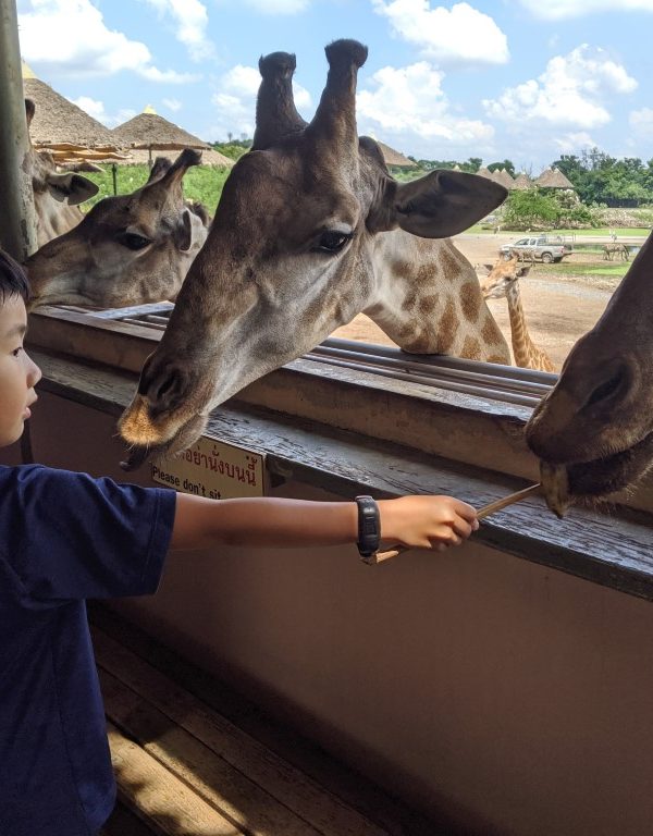 Safari World Giraffes Bangkok